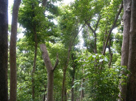 構樹英文|構樹 (台灣博物館都市綠地生態監測) iNaturalist